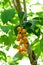 Duranta fruits