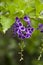 Duranta Geisha Girl flower bunch,