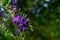 Duranta, Golden Dewdrop, Crepping Sky Flower, Pigeon Berry or Duranta erecta