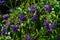 Duranta, Golden Dewdrop, Crepping Sky Flower, Pigeon Berry or Duranta erecta