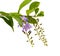 Duranta, Golden dewdrop, Pigeon berry.