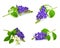 Duranta, Golden dewdrop, Pigeon berry