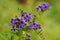 Duranta, Golden dewdrop, Pigeon berry