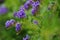 Duranta, Golden dewdrop, Pigeon berry