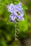 Duranta Lila in tropical garden downtown america, Guatemala, detail flowers in Guatemala.