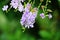 Duranta repens with flying bees.