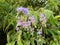 Duranta repens Linn blossoms in garden