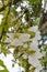 Duranta Repens - tropical flowers