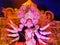 Durga Puja is the biggest worship of Indian culture.
