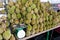 Durian displayed and sold in Malaysa stall including musang king