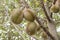 Durian Durio zibethinus king of tropical fruits hanging on brunch tree