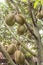 Durian Durio zibethinus king of tropical fruits hanging on brunch tree