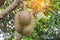 Durian Durio zibethinus king of tropical fruits hanging on brunch tree