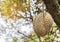 Durian Durio zibethinus king of tropical fruits hanging on brunch tree