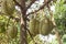 Durian Durio zibethinus king of tropical fruits hanging on brunch tree