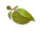 Durian exotic fruit covered with leaf, cartoon vector illustration isolated.