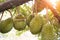 Durian farm , musang king in focus