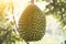 Durian farm , musang king in focus