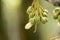 The durian flower is bloominng on tree