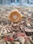 Durian flower petals fall on dry twigs and leaves