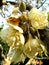 Durian flowers