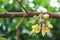 Durian flowers