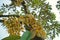 Durian flowers cluster, production orchard