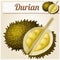 Durian fruit. Cartoon vector icon