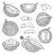 Durian fruit drawing set - hand drawn collection of exotic food