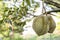 Durian fruit farming in Thailand, Thailand king fruit