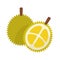 Durian fruit flat style vector illustration. Durian whole and half fruits.