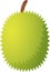 Durian fruit icon