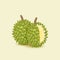 Durian fruit illustration