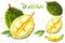 Durian fruit set of tropical with watercolor hand drawn durian fruit illustration, texture isolated on white background