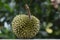 Durian, a fruit with a sharp bark When ripe, the color is delicious and yellow. Is a seasonal