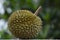 Durian, a fruit with a sharp bark When ripe, the color is delicious and yellow. Is a seasonal