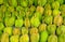 Durian fruits displayed on a local market in Thailand