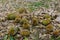 Durian fruits on the ground under the tree in the garden