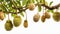 Durian fruits hanging from a tree branch, showcasing their distinctive spiky husks amid lush green leaves against a white