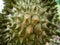 Durian in the garden. Sharp thorn.Picture near