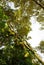 Durian hanging on the branches of durian trees