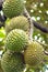 Durian hanging on the branches of durian trees