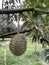 Durian hanging on the durian tree. It is a fruit with thorns.