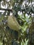 Durian hanging on the durian tree a thorny fruit