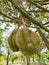 Durian hanging on the tree in the garden
