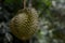 Durian hanging on tree and leaves