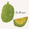 Durian illustration tropical fruit vector set with watercolor texture and line art. Hand drawn fully isolated modern colorful