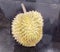 Durian, the King of Fruits of Thailand
