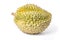 Durian monthong fruit fresh isolated on white background and clipping path. The name of science : Durio zibethenus Linn