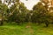 Durian plantation in thailand farm